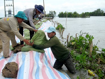 People fortify a dyky section in Tan Hong District, Dong Thap Province on Sep. 27, 2011 (Photo: SGGP)